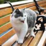 lv国际官网:LV品牌的全球推广与市场营销策略 7e4tm7km