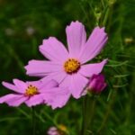 lv国际官网:LV品牌的未来发展与创新方向 qky66dgq